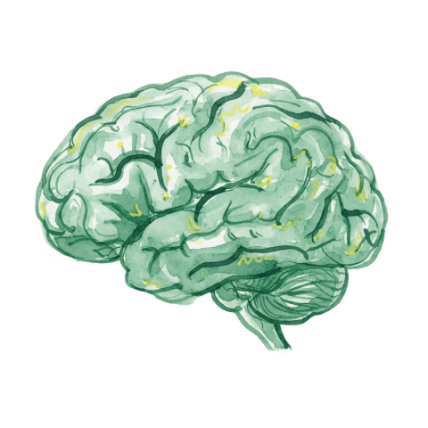 Watercolour illustration of a human brain in sage green, its folds picked out in darker green with small gold flecks